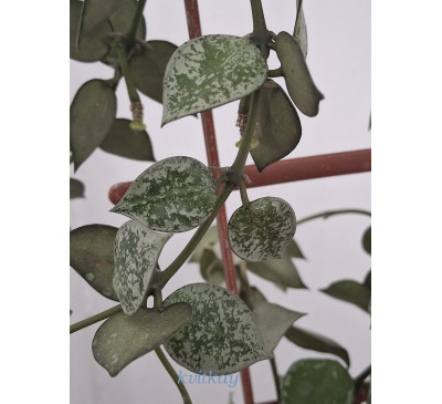Хойя  HOYA Curtisii 